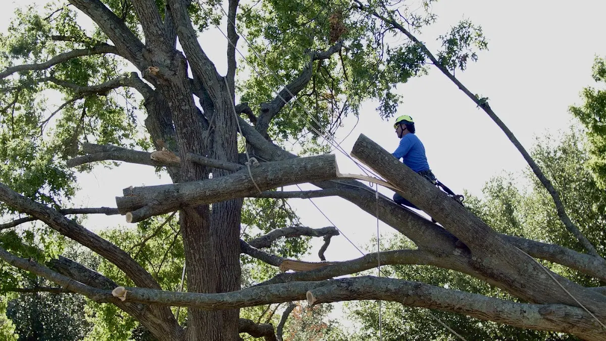 Professional Crown Thinning performed by certified arborists in Encino